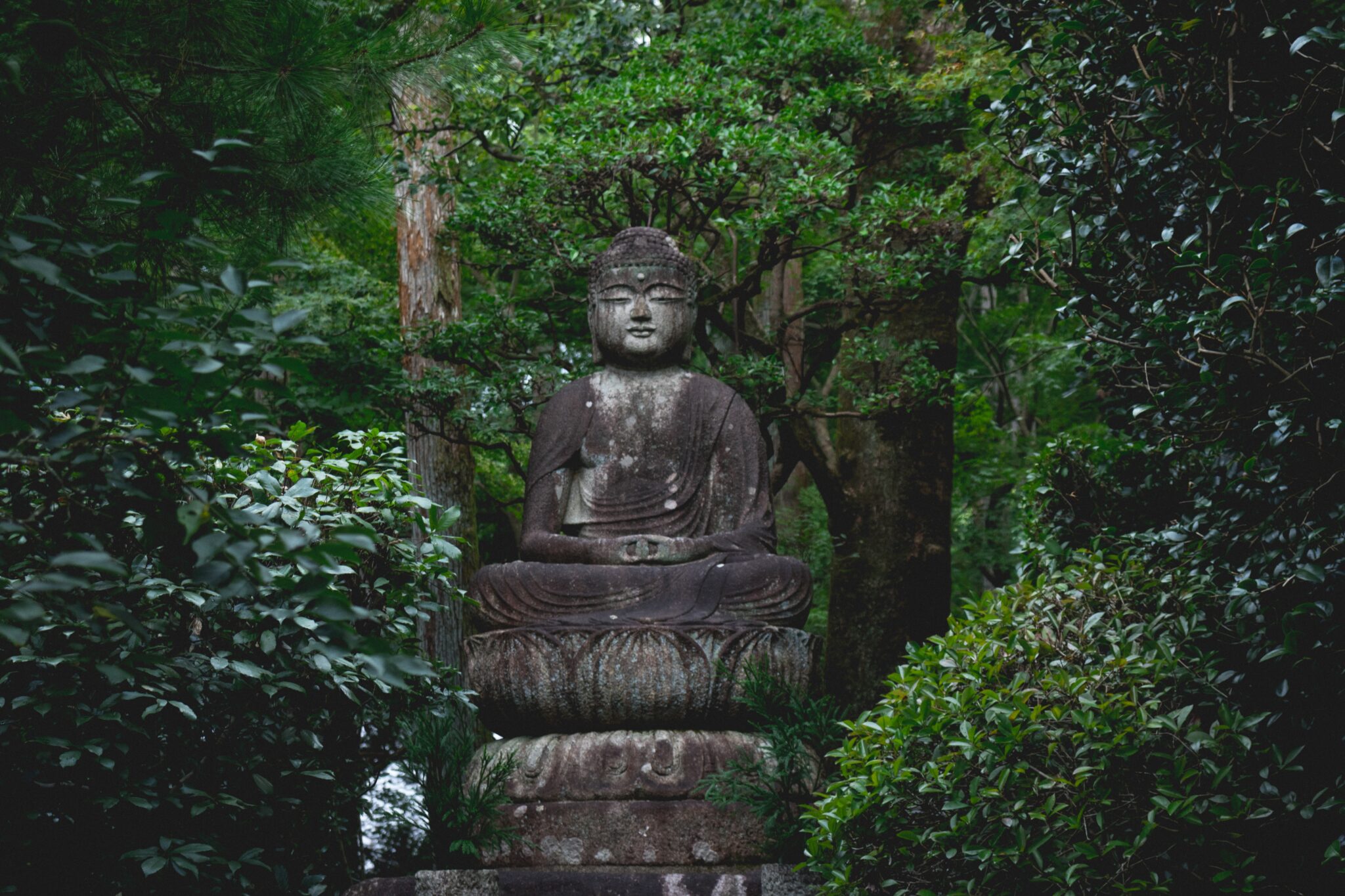 Buddha statue near trees