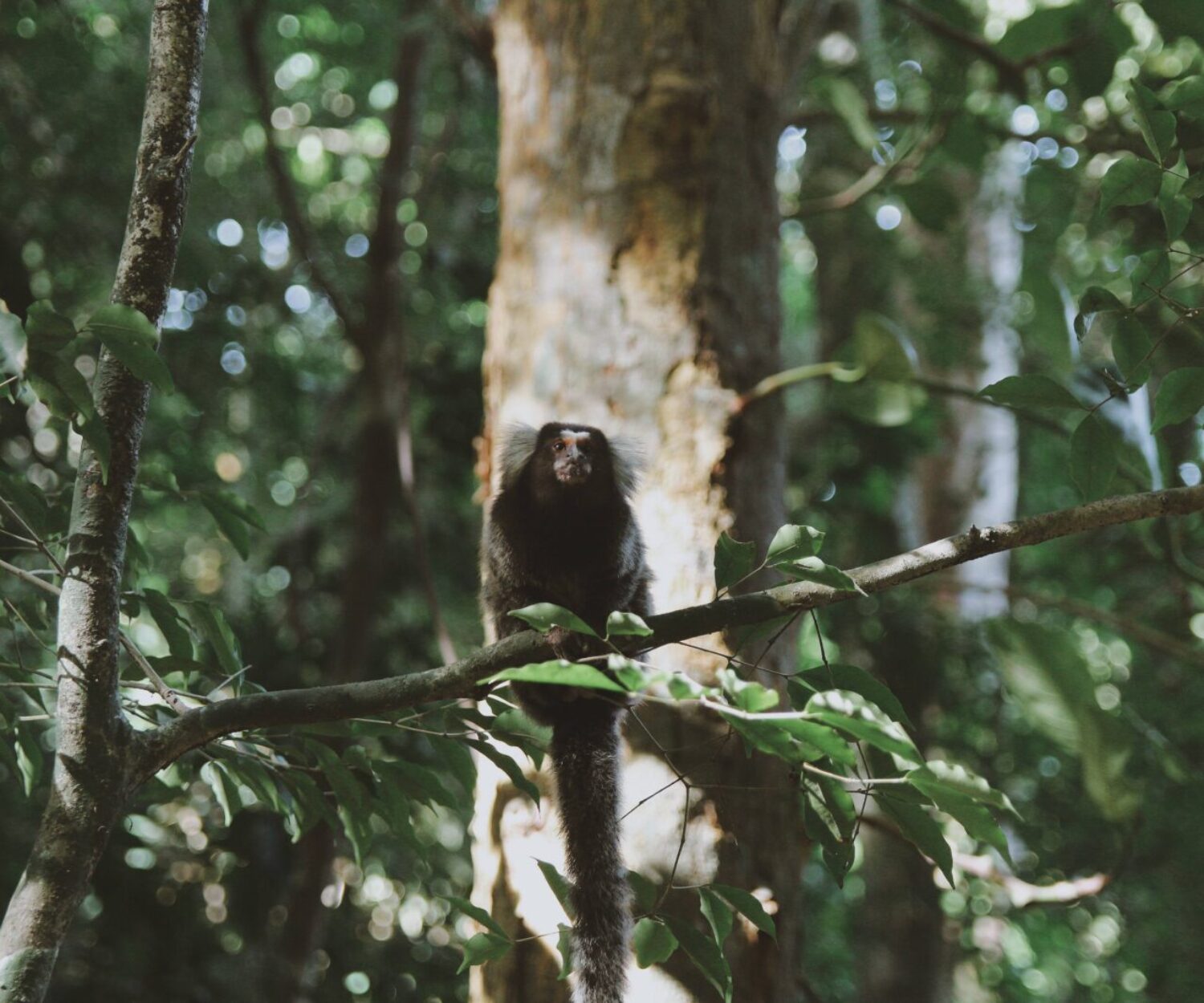 gray rodent on tree branch