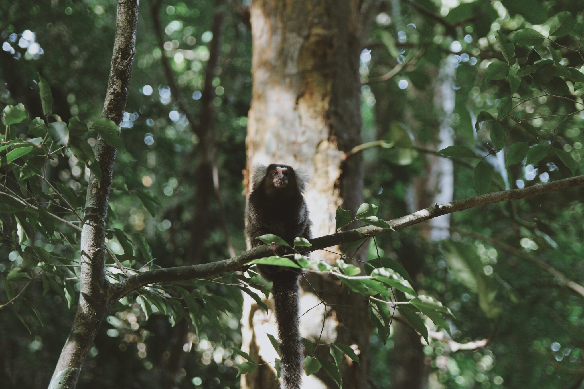 gray rodent on tree branch