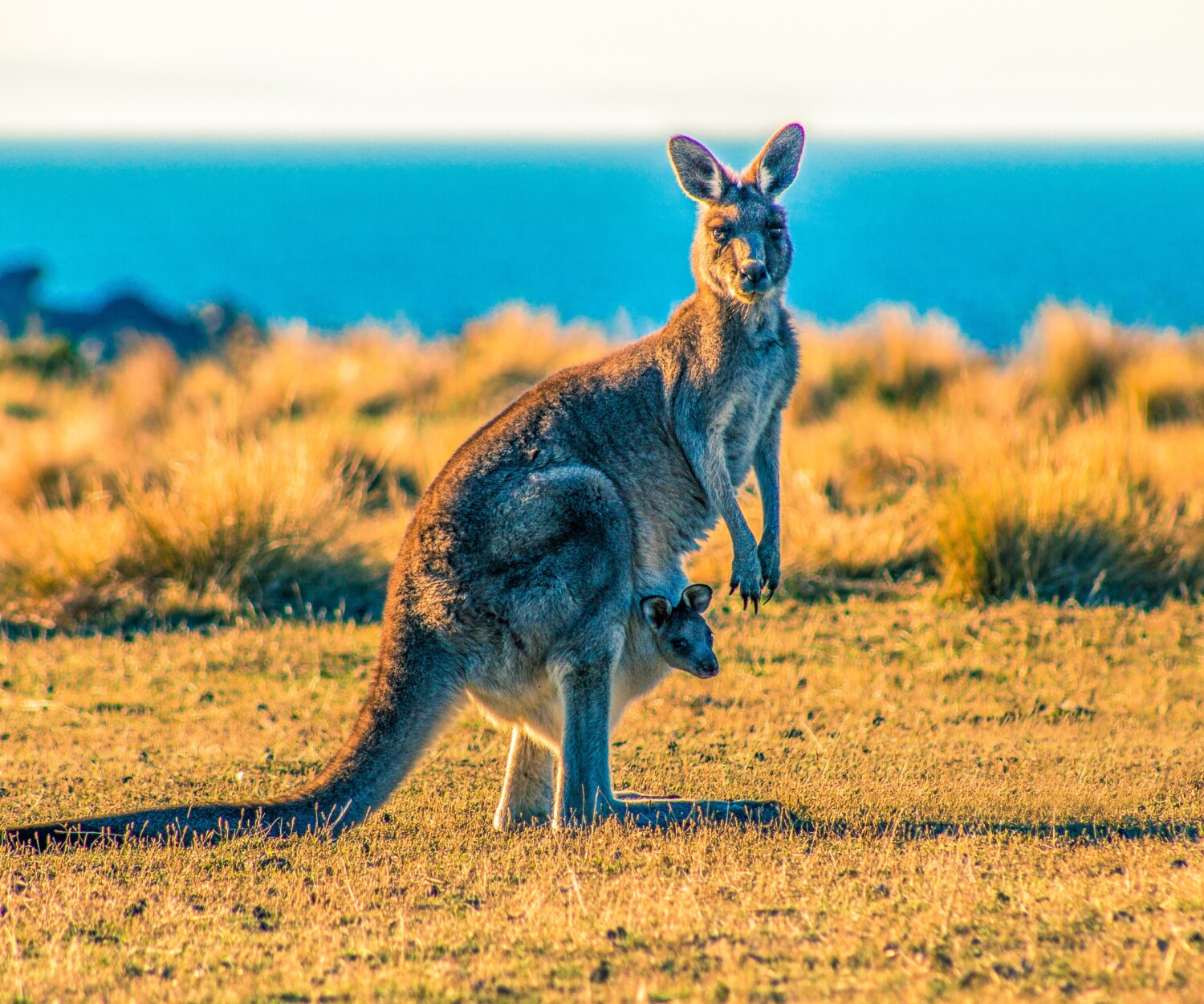 kangaroo with joey on grass field during day