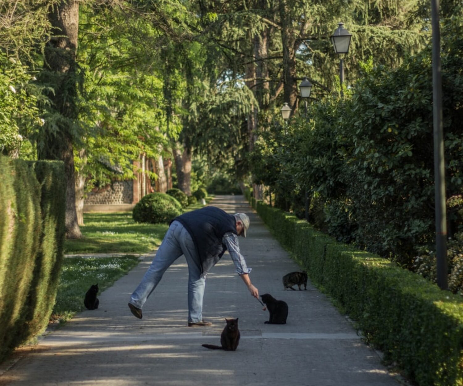 man feeding cat on alley