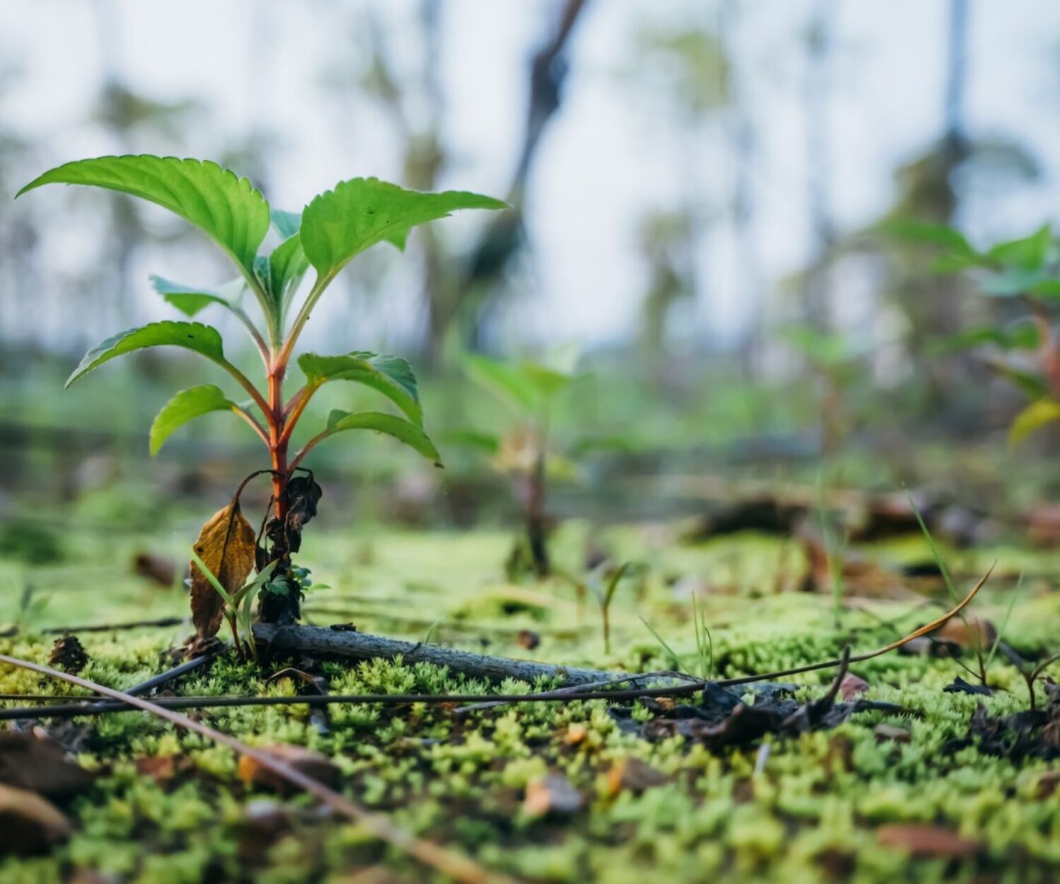 green plant on green grass during daytime