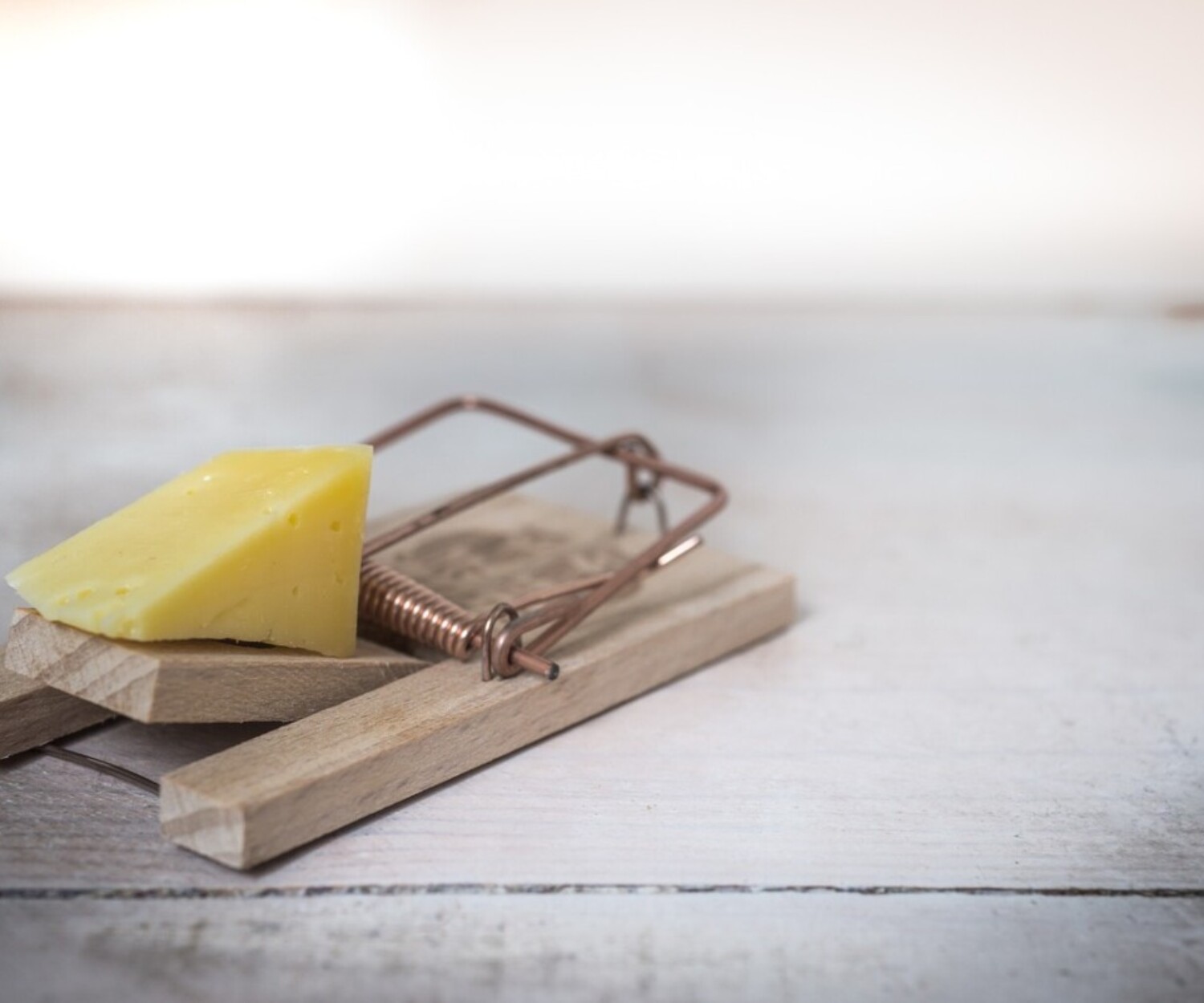 mouse trap, cheese, device