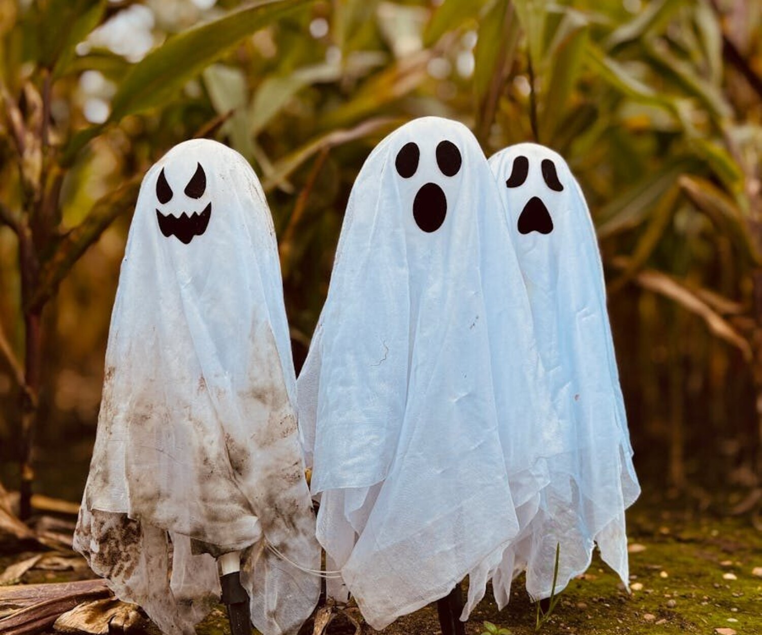 Three ghost decorations in a cornfield set an eerie Halloween vibe.