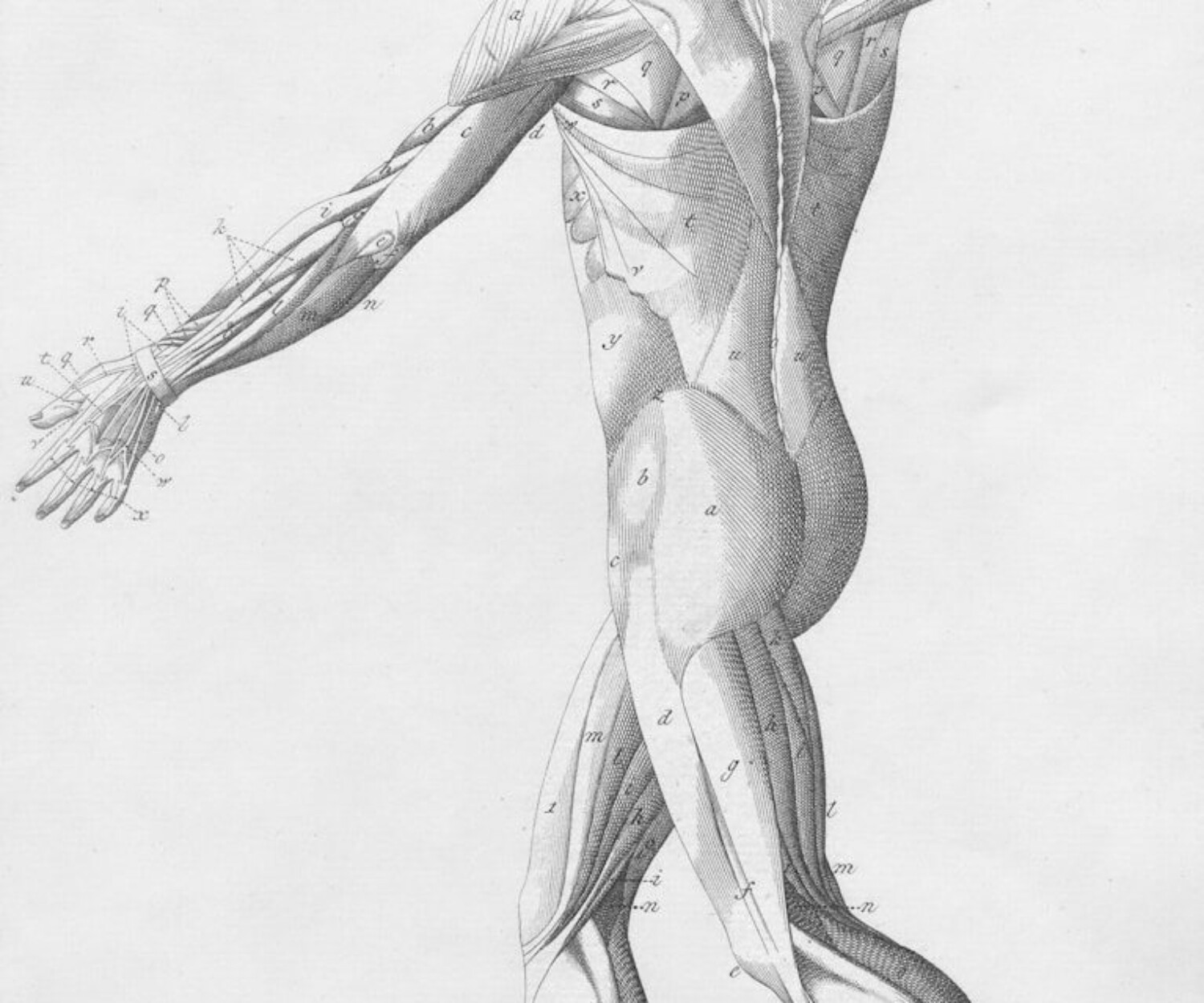 Human musculature from behind
